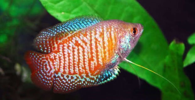 Peixes ácidos