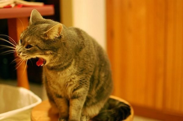 Gato vomitando