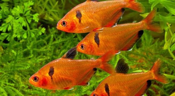 Peixes para aquários ácidos