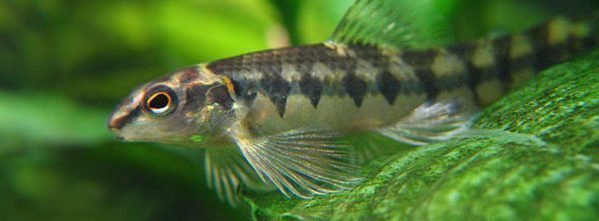 Peixe mocinha