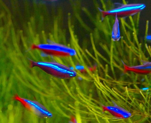 Peixes de aquários ácidos