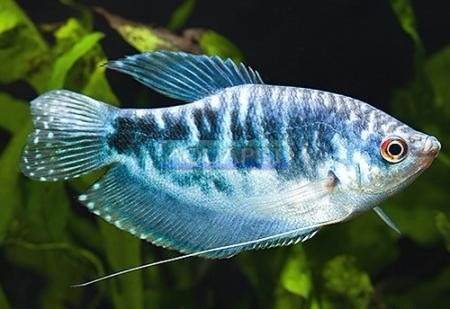 Peixe para aquário ácido