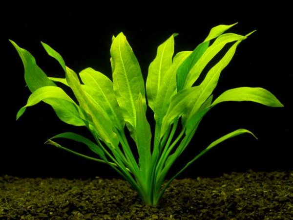 Plantas para água doce