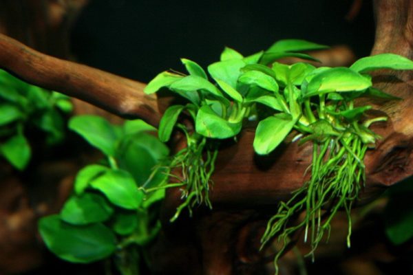 Plantas para água doce