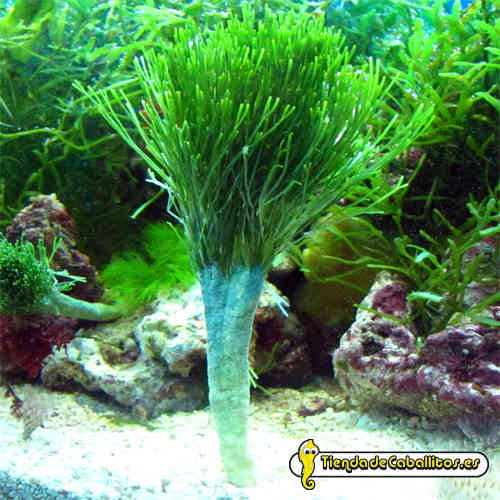 Plantas para água salgada