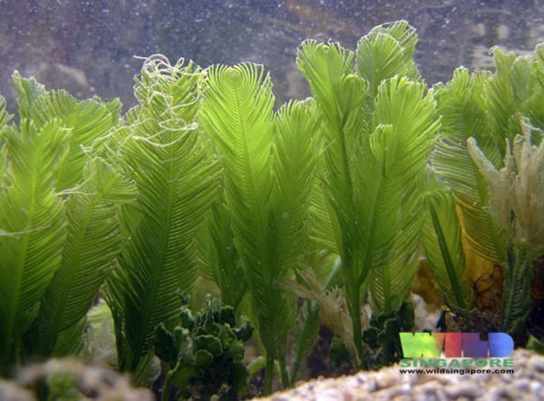 Planta para aquário marinho