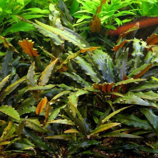 Plantas de água doce