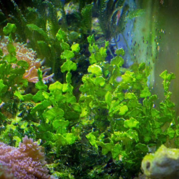 Plantas para água marinha