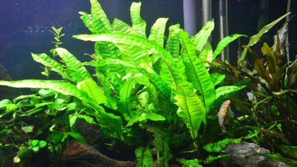 Plantas de água doce