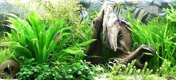Plantas para aquário