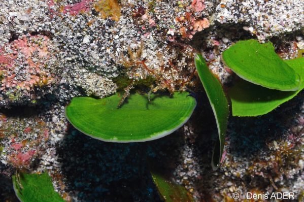 Plantas para água marinha