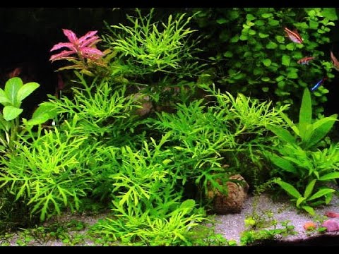 Plantas para água doce