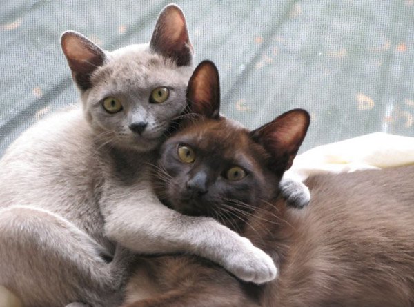 Gato birmanês
