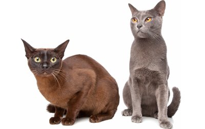 Gato birmanês