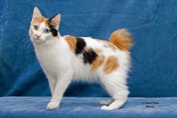 Bobtail japonês