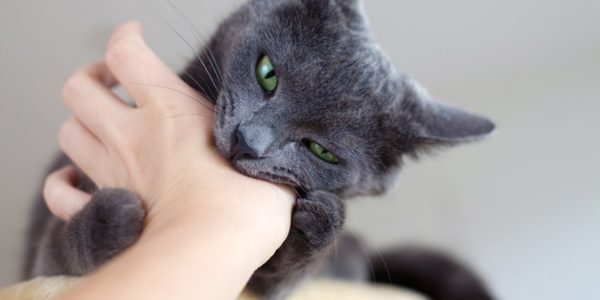 Comportamento dos gatos