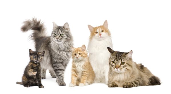 Raças de gatos