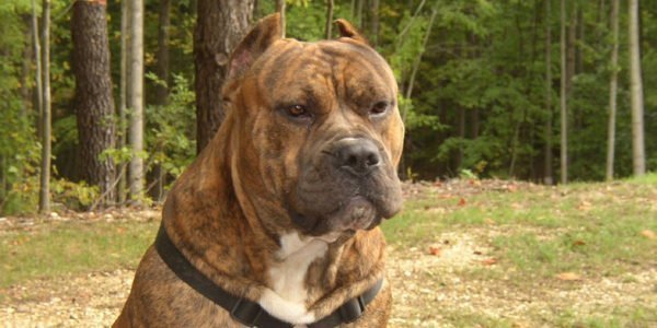 Cachorro presa canario