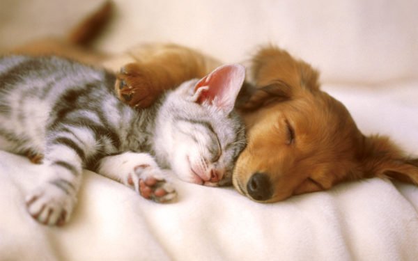 Gatos e cachorros