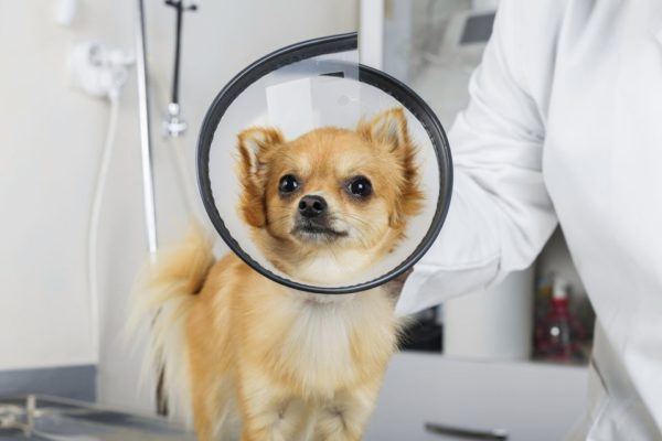 Castração de cão