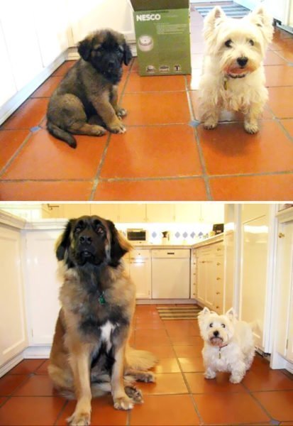 Crescimento do cão
