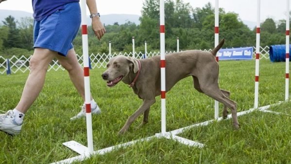 Treinamento de cães