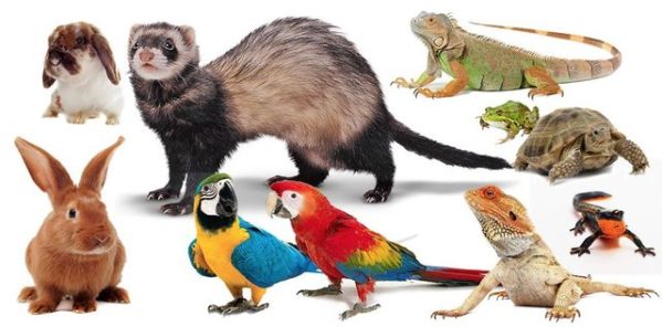 Animais exóticos