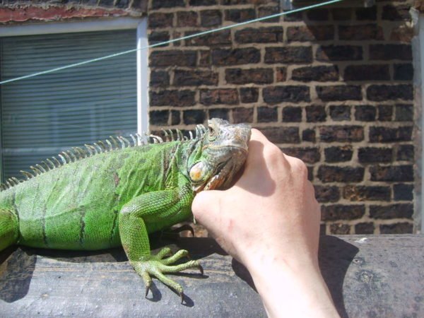 Iguana verde