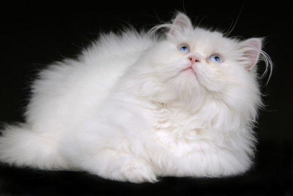 Gato persa