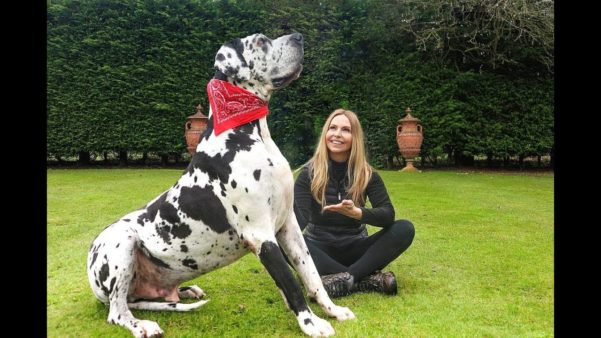 Great Dane