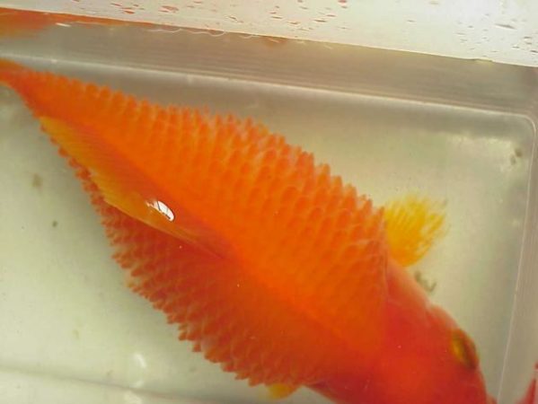 Peixei com hidropsia
