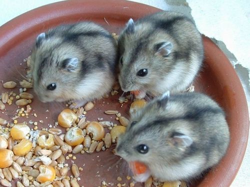 Hamster anão russo