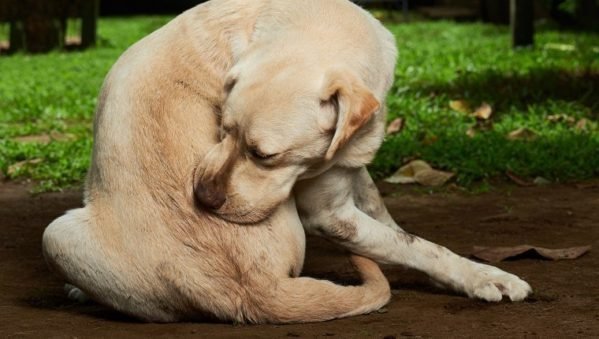 Cachorro com alergia