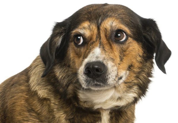 Ansiedade no cão