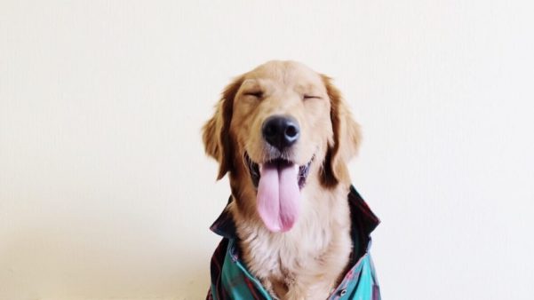 Felicidade dos cães