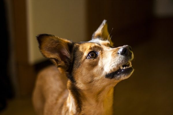 Cão focado