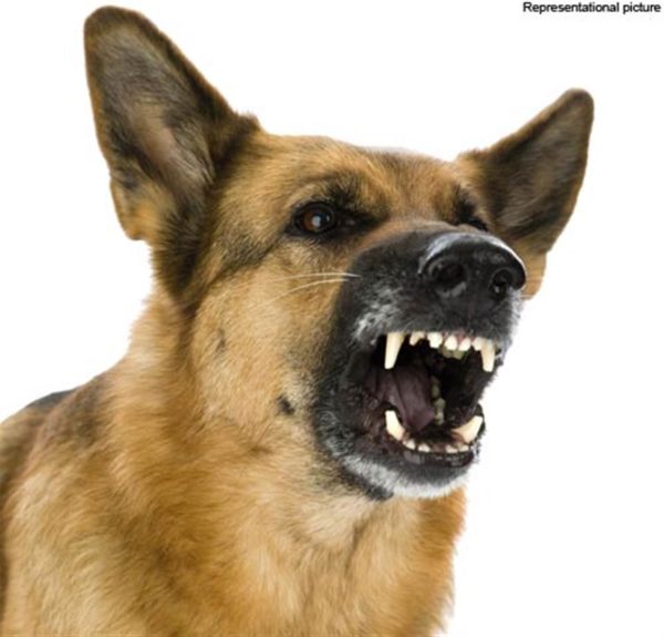 Identificando raiva em cães