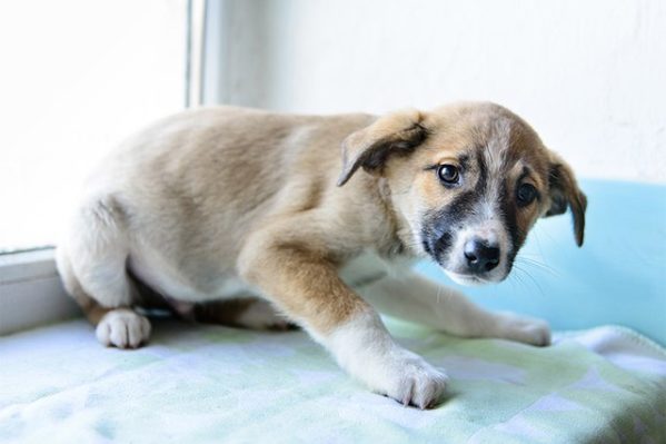 Cão medroso