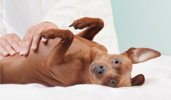 Cachorro de barriga inchada