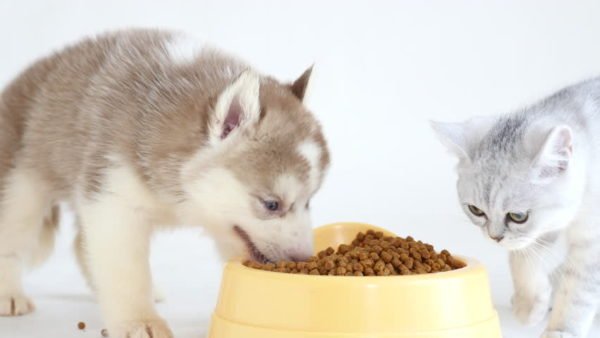 Pets comendo ração uns dos outros