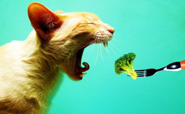 Vegetais para alimentar gatos