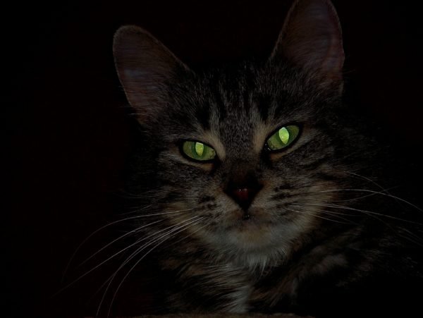 Olhos de gatos no escuro