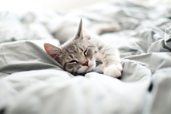 Camas para gatos