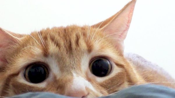 Cuidados com olhos dos gatos