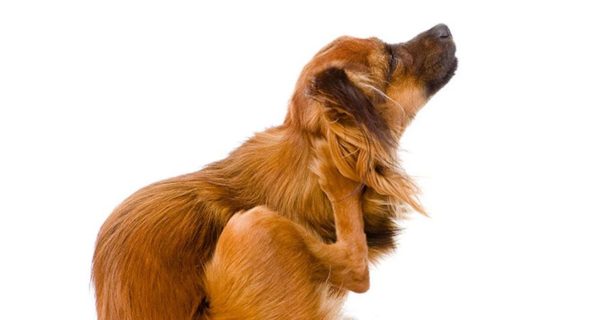Manchas na pele do cão