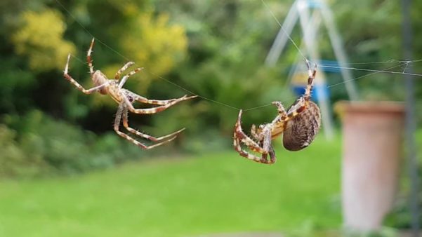 Aranhas de jardim