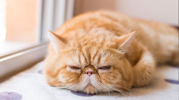 Gato exótico de pelo curto