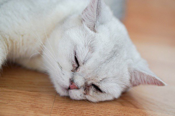 Vermes em gatos
