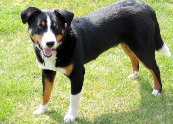 Raças de cães