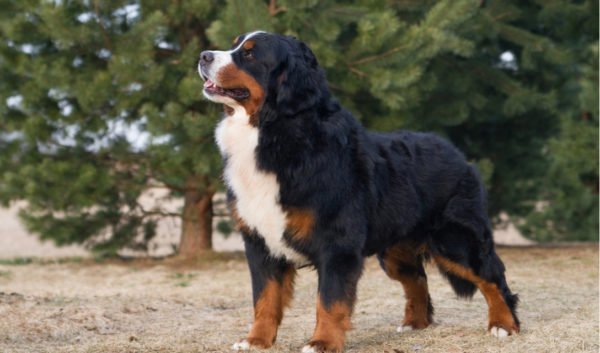 Raças de cães